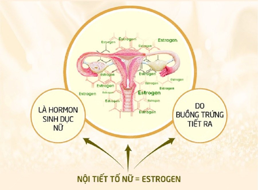 Nên bổ sung estrogen khi mang thai để cân bằng nội tiết tố cho cơ thể