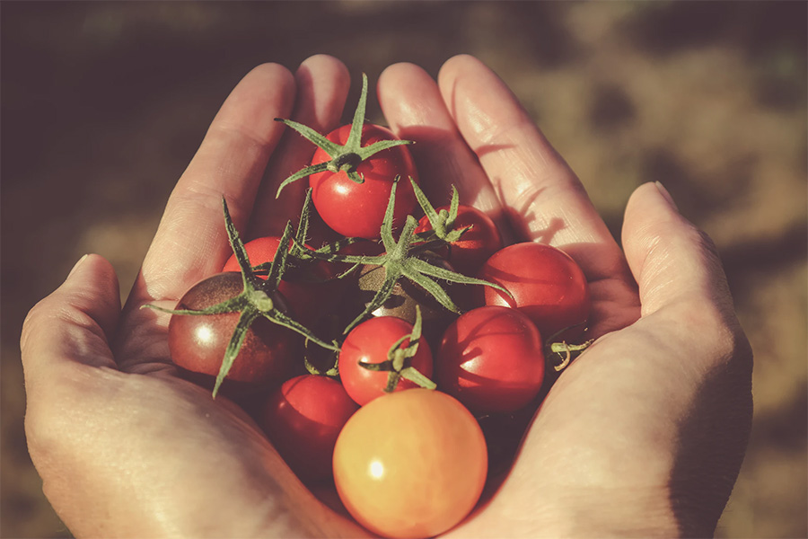 Cà chua không thể thiếu cho bữa ăn kiêng