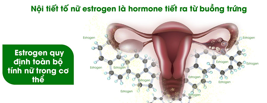 Buồng trứng sản sinh ra estrogen