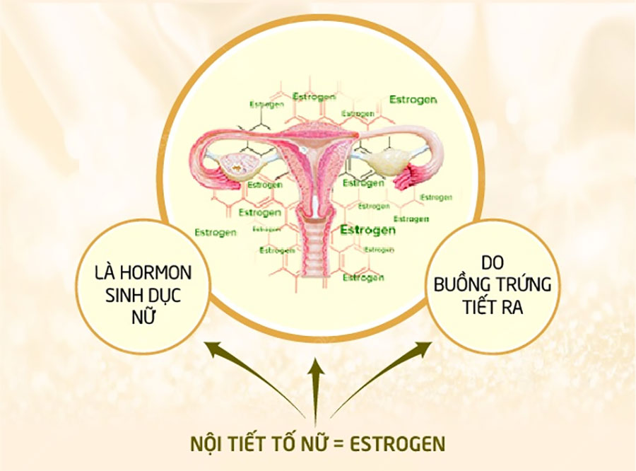 Estrogen có tác động trực tiếp đến sự sinh sản của phụ nữ