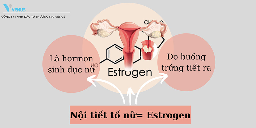 Nội tiết tố nữ estrogen là một hormone sinh dục nữ