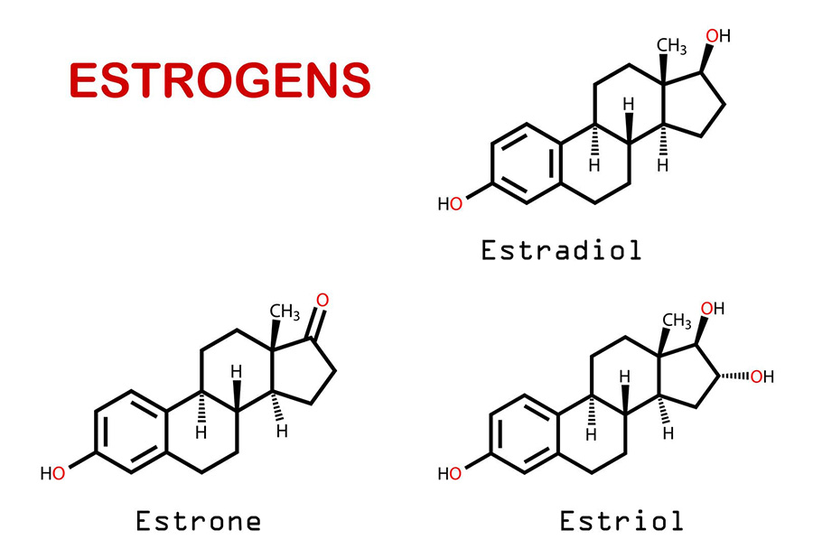 Estrogen quyết định những đặc điểm “nữ tính” của phái đẹp