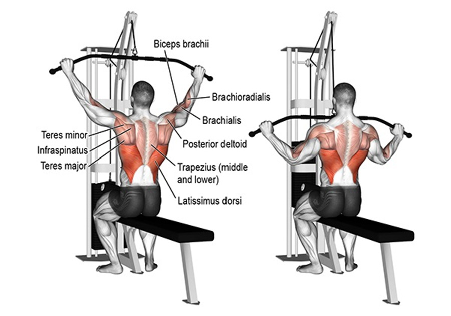 bài tập Lat Pulldown - Seated Cable Row